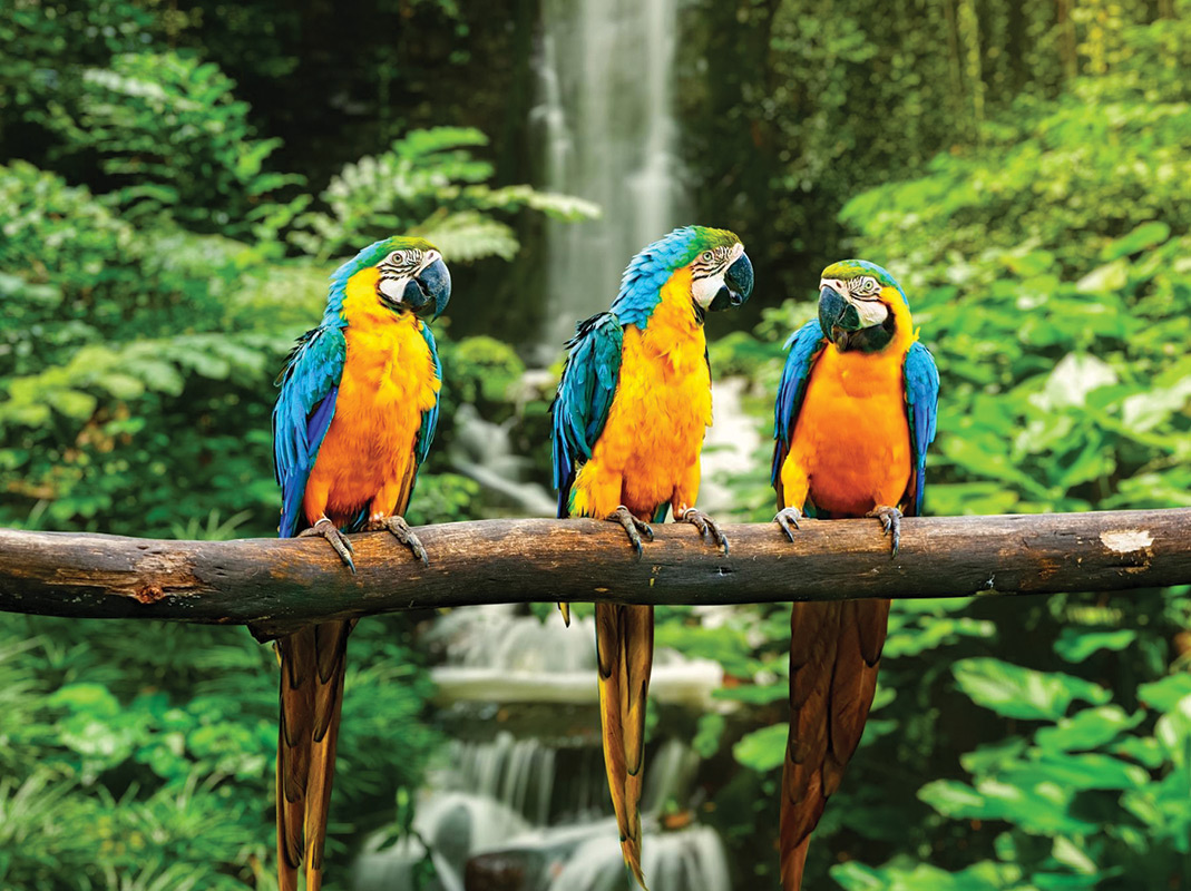 Obiekt Alarm dla przyrody- Amazonia