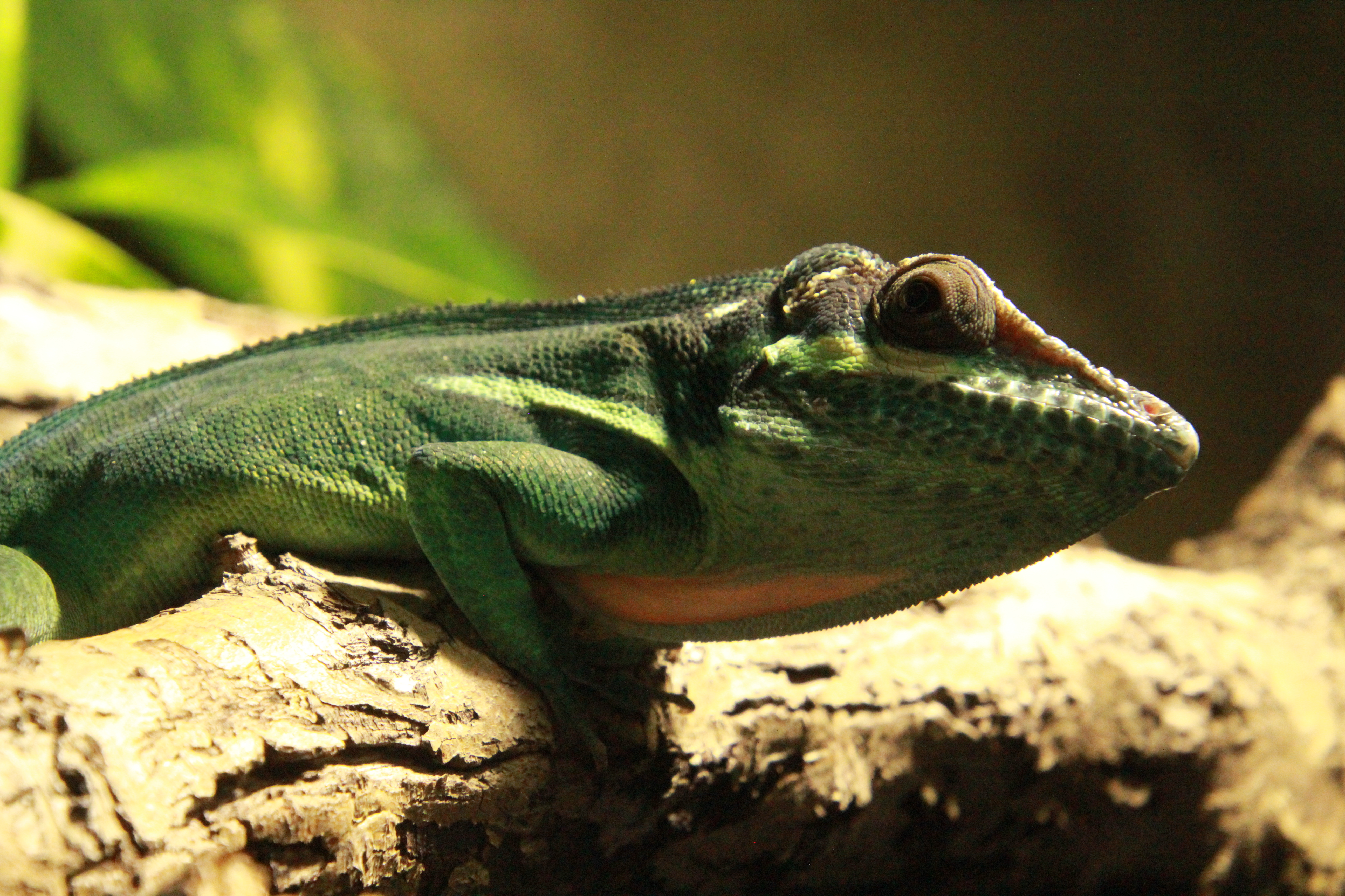 Zwierze Anolis kubański