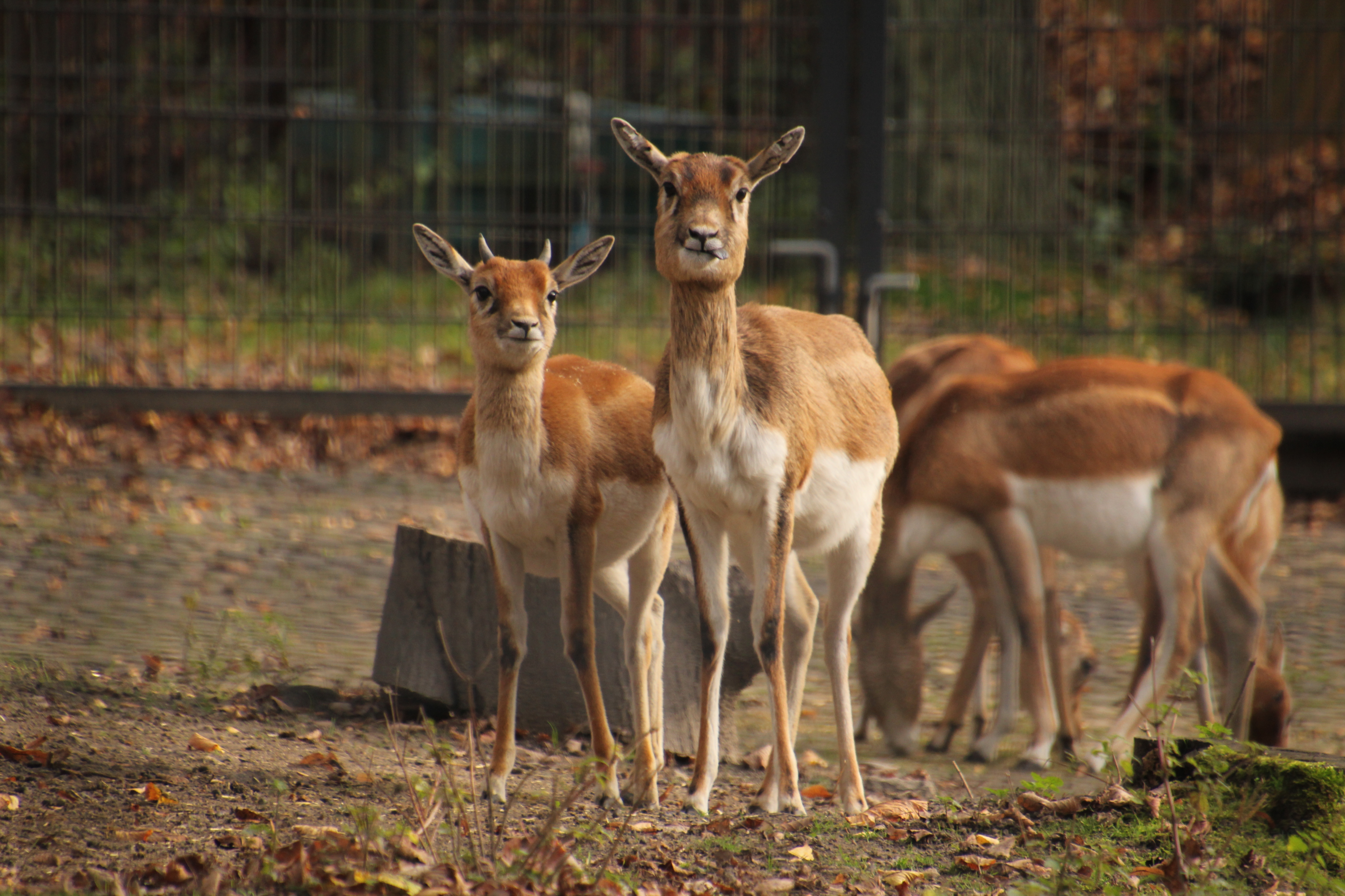 Zwierze Antylopa indyjska (garna)