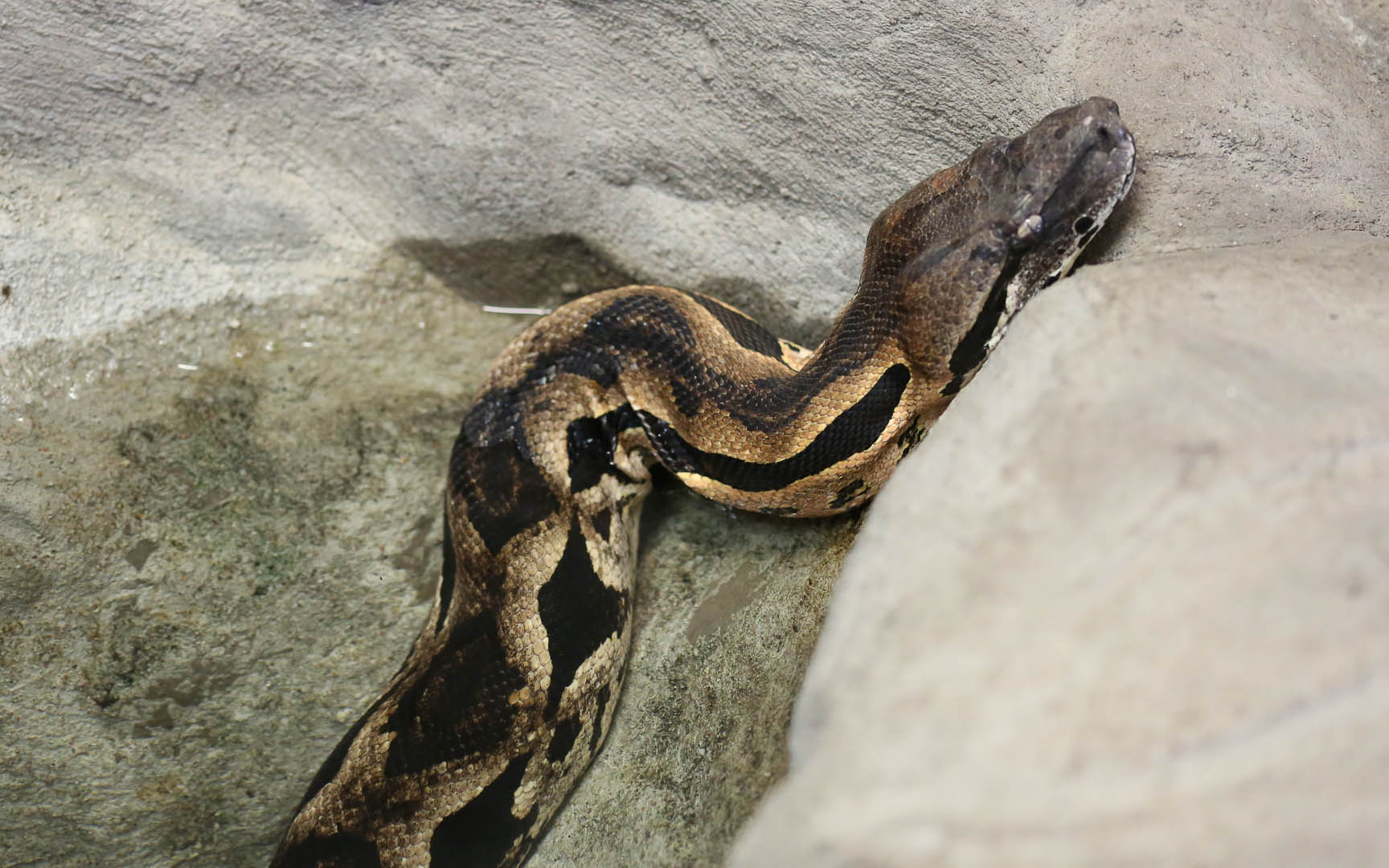 Obiekt Boa madagaskarski