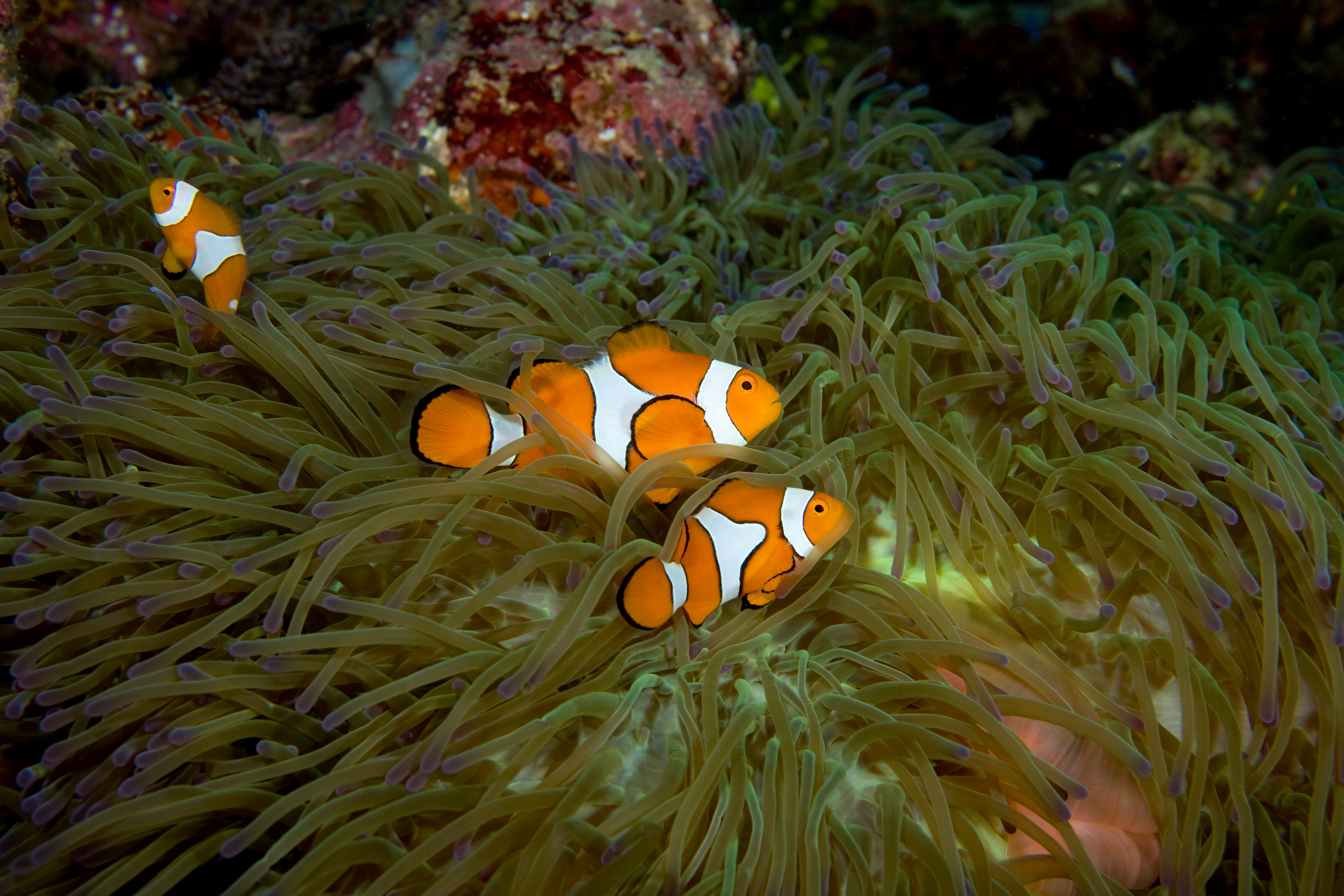 Zwierze Amfiprion okoniowy