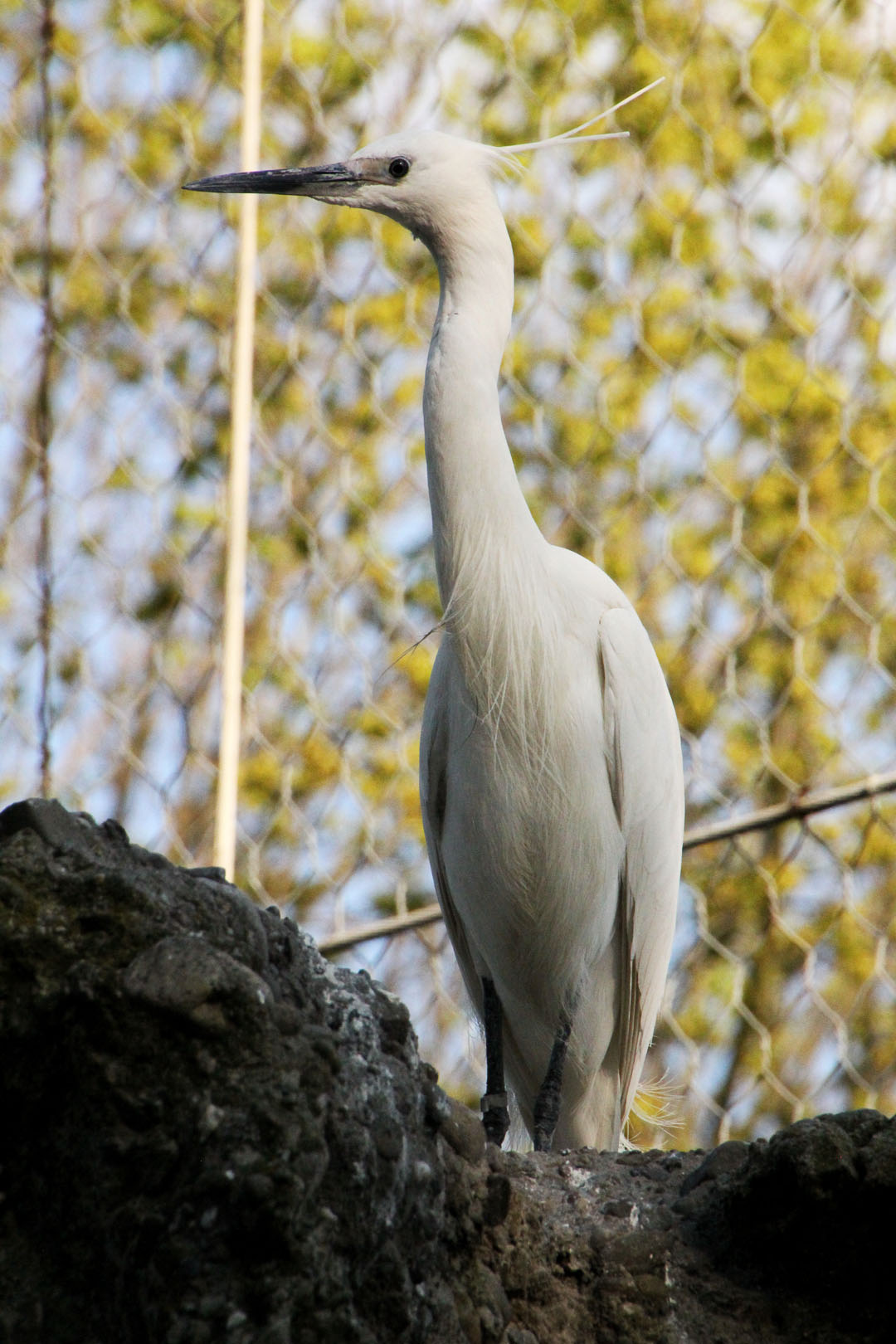 Obiekt Czapla nadobna