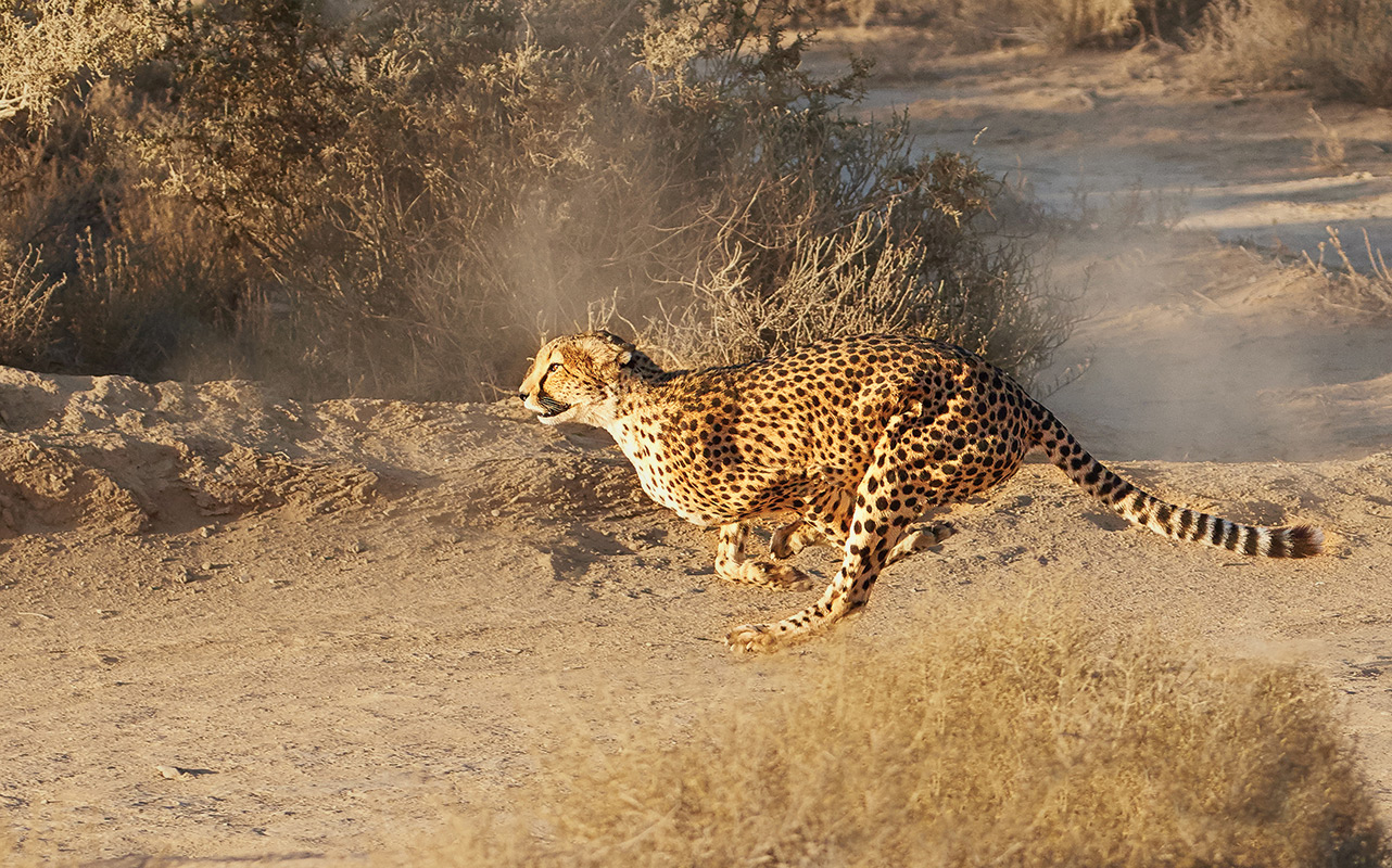 Obiekt Zwierzęta i ich super moce