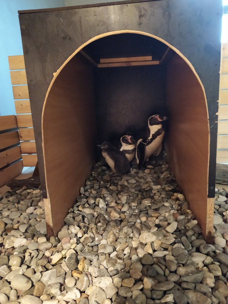 Trzy pingwiny - młody i jego rodzice. Ptaki stoją na żwirze, wewnątrz specjalnej skrzyni hodowlanej.