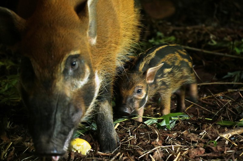 Młoda świnia rzeczna stoi na wybiegu obok matki.