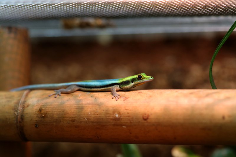 Phelsuma klammeri