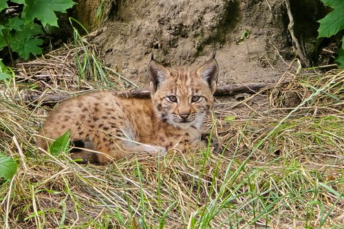 Rys_fot_Julita_Szoenawa (1).JPG