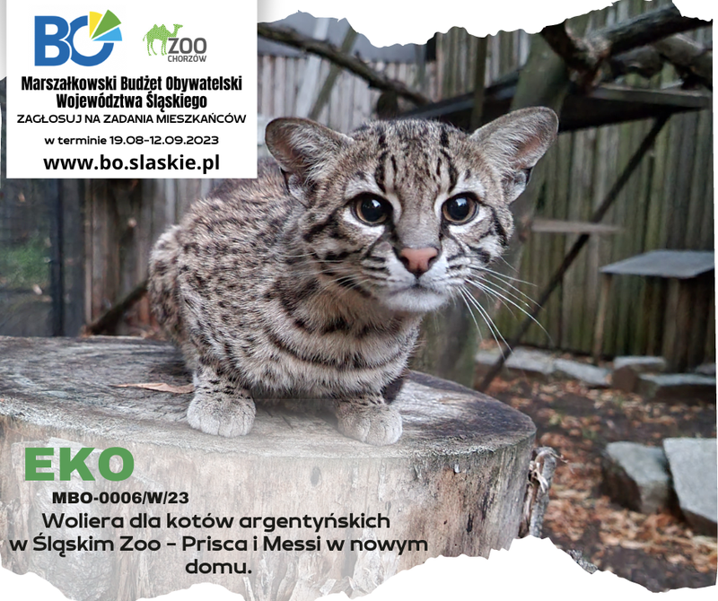 Woliera dla kotów argentyńskich w Śląskim Zoo - Prisca i Messi w nowym domu..png