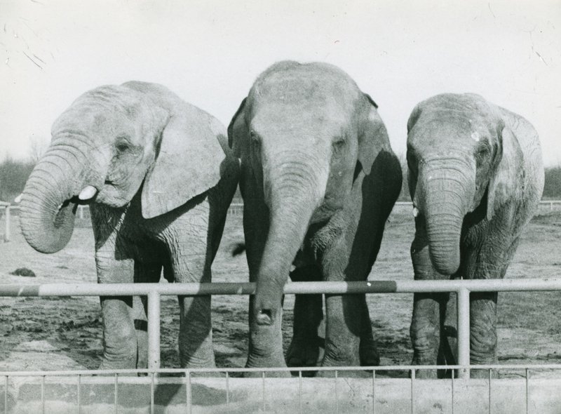 3 słonie na wybiegu - archiwum zoo
