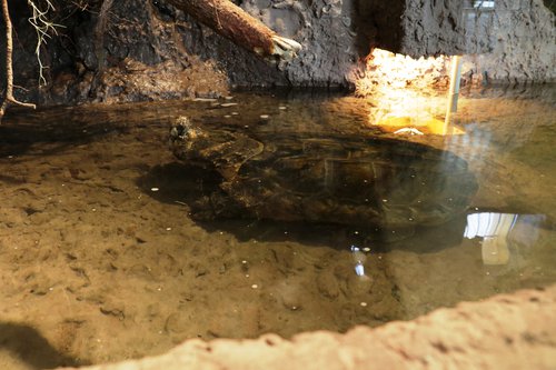 żółw w nowym terrarium.JPG