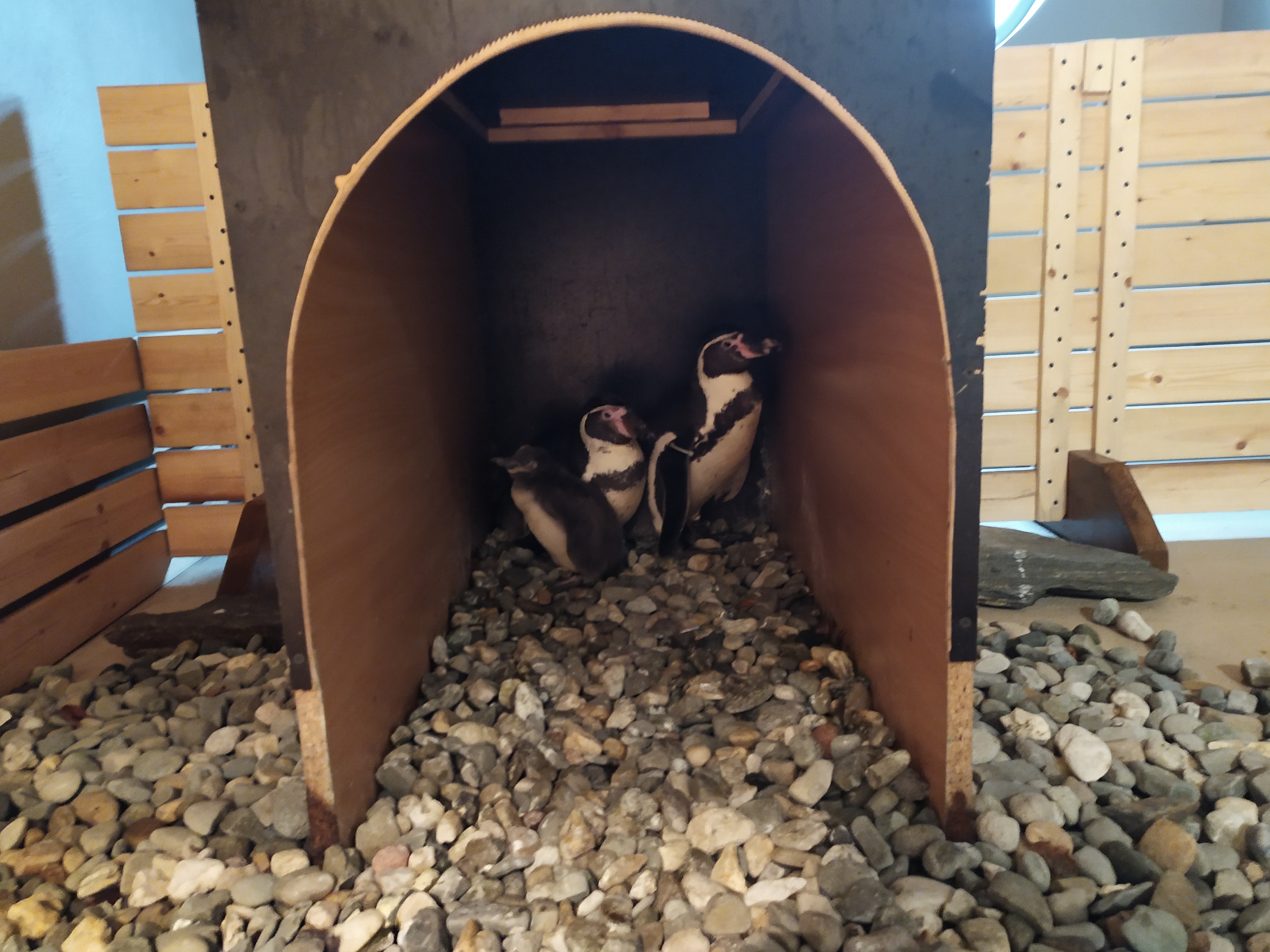 Obiekt Pierwszy pingwin wykluł się w Śląskim Zoo