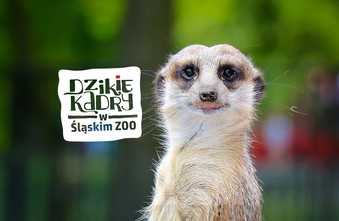 Obiekt „Dzikie Kadry w Śląskim ZOO” – dołącz do grupy pasjonatów zwierząt i fotografii!
