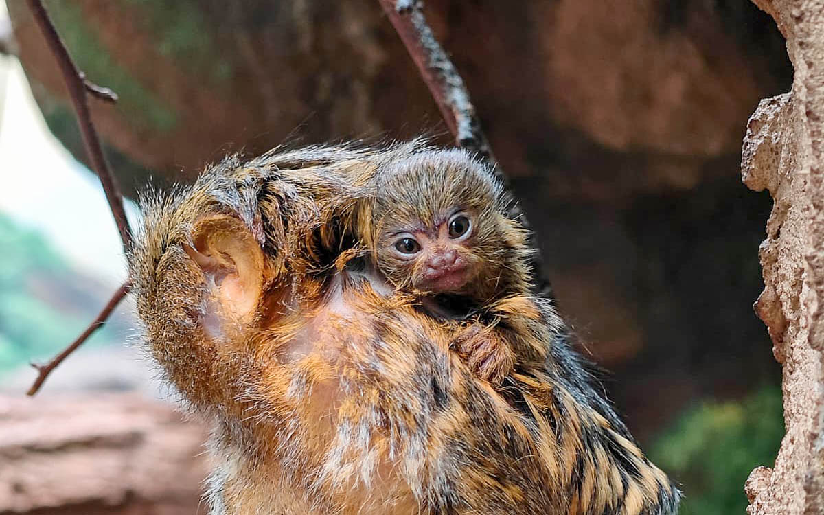 Obiekt Narodziny najmniejszych małpek świata