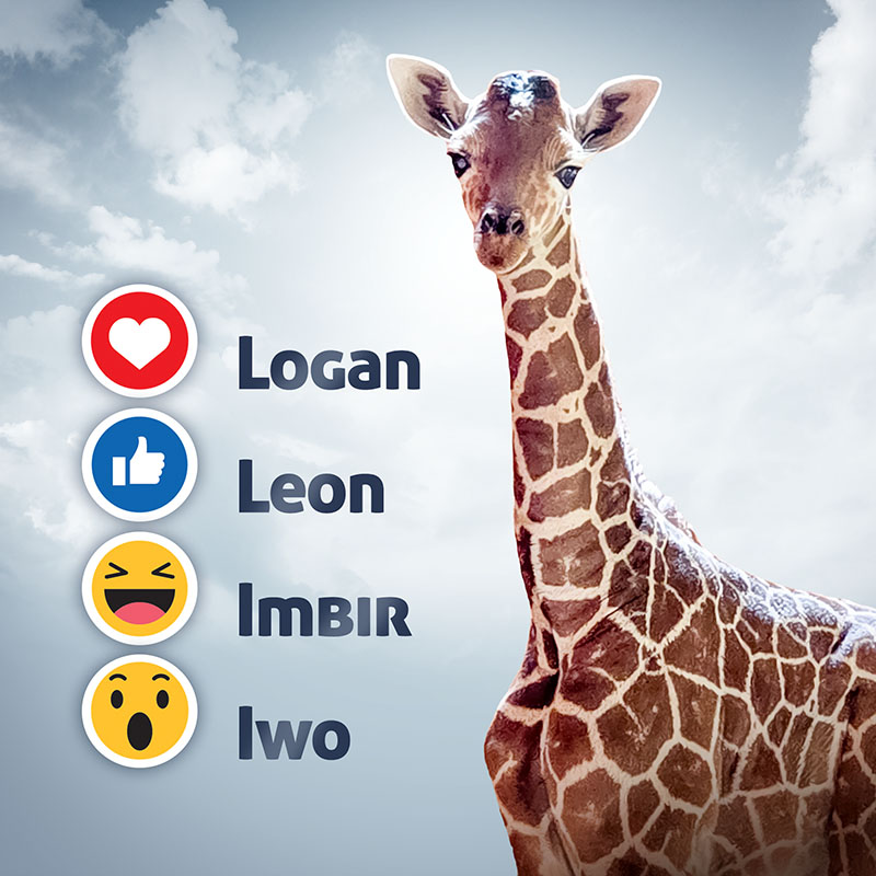 Obiekt Pomóż wybrać imię dla naszej nowo narodzonej żyrafy!