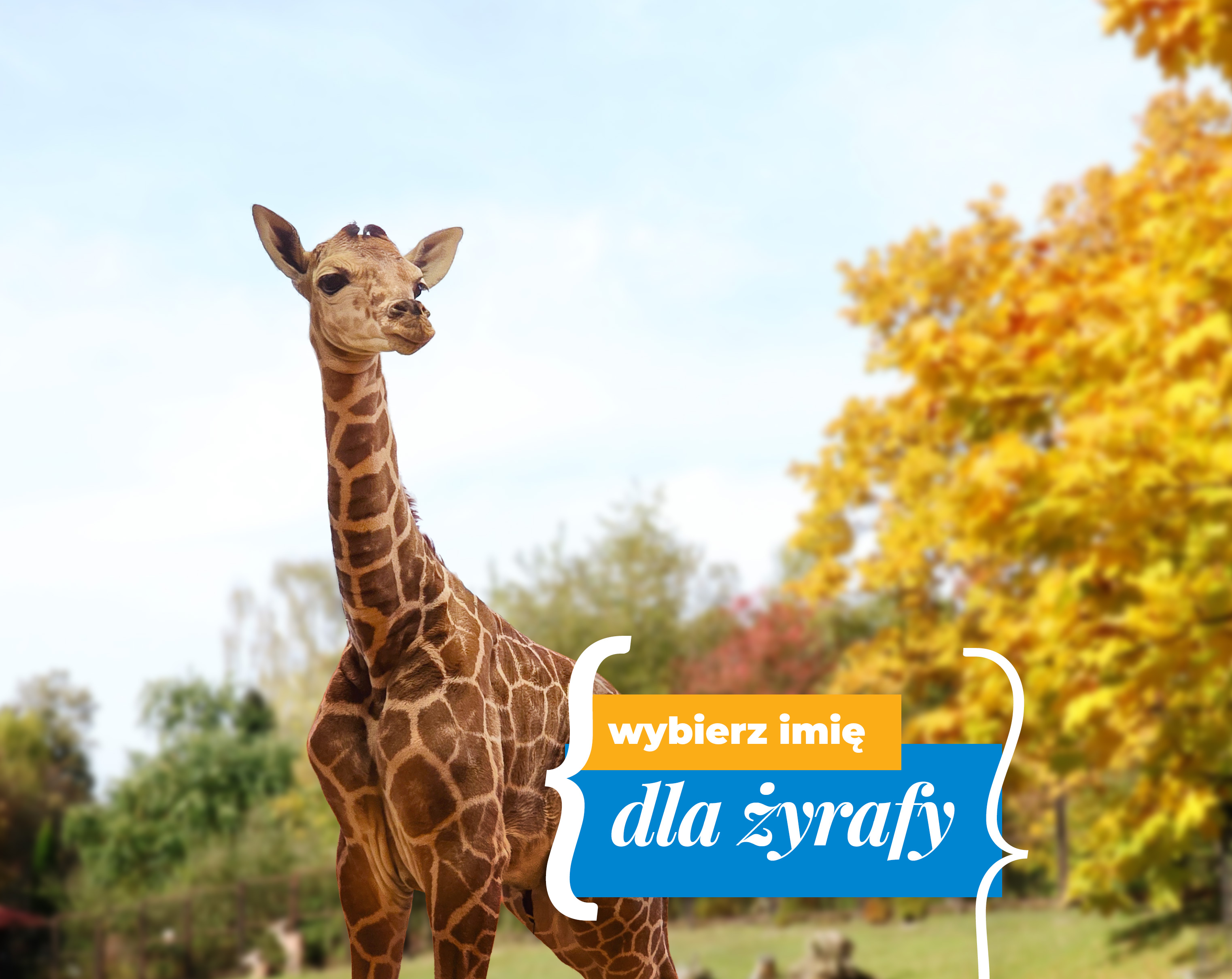 Obiekt Nowa mieszkanka czeka na imię! Pomóż je wybrać